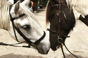 Two horses ready for riding